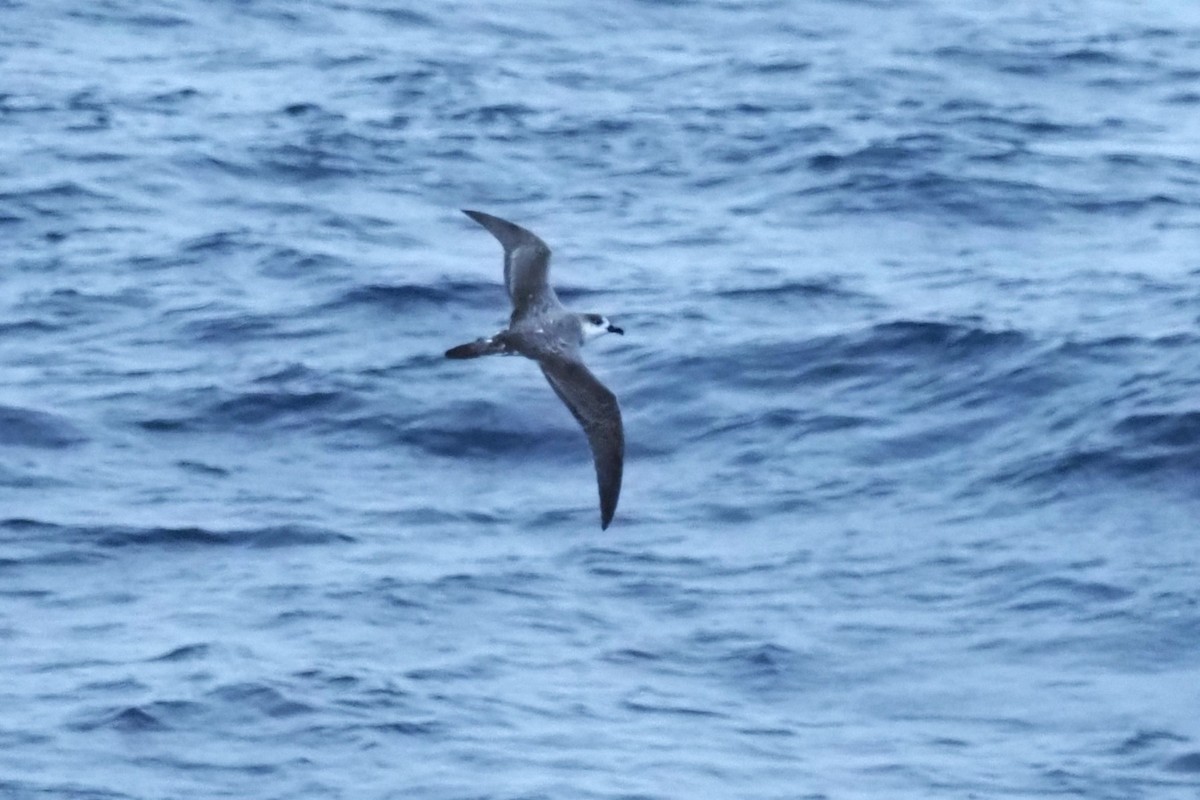 Petrel de las Juan Fernández - ML624260381