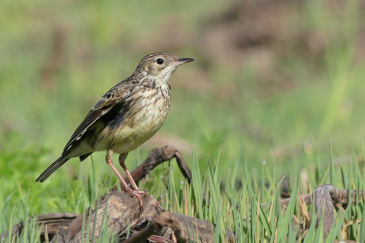 Yellowish Pipit - Jorge  Quiroga