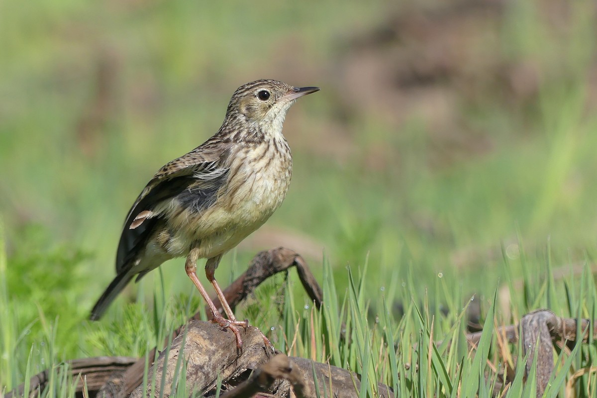 Yellowish Pipit - ML624260436