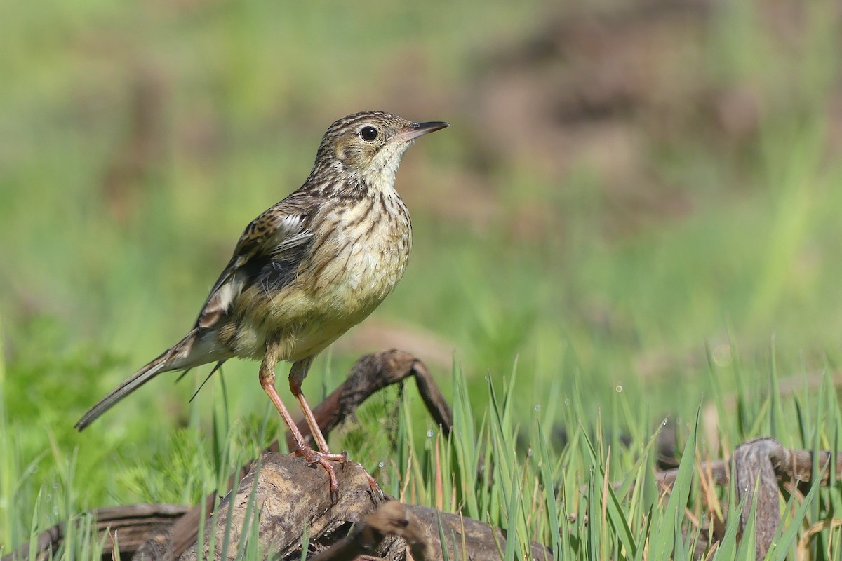 Yellowish Pipit - ML624260437