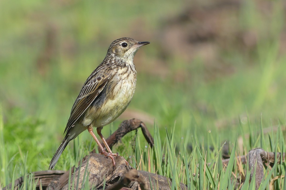 Yellowish Pipit - ML624260438