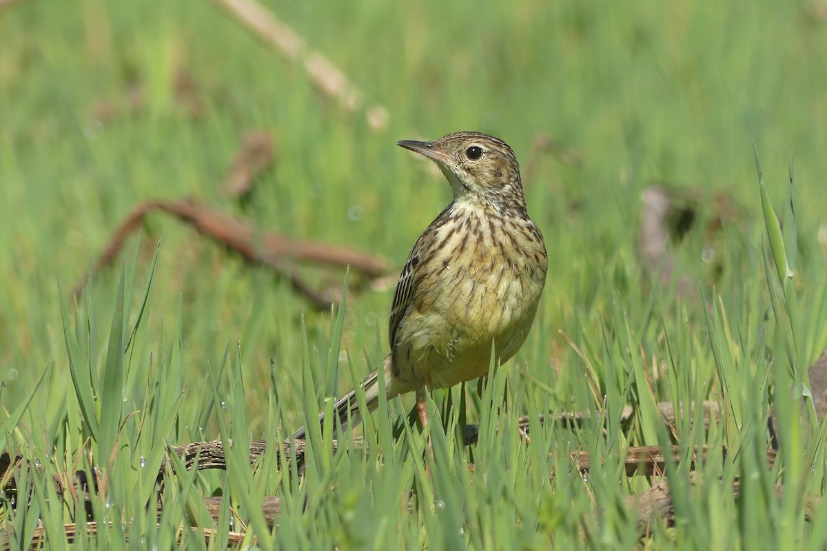 Yellowish Pipit - ML624260440