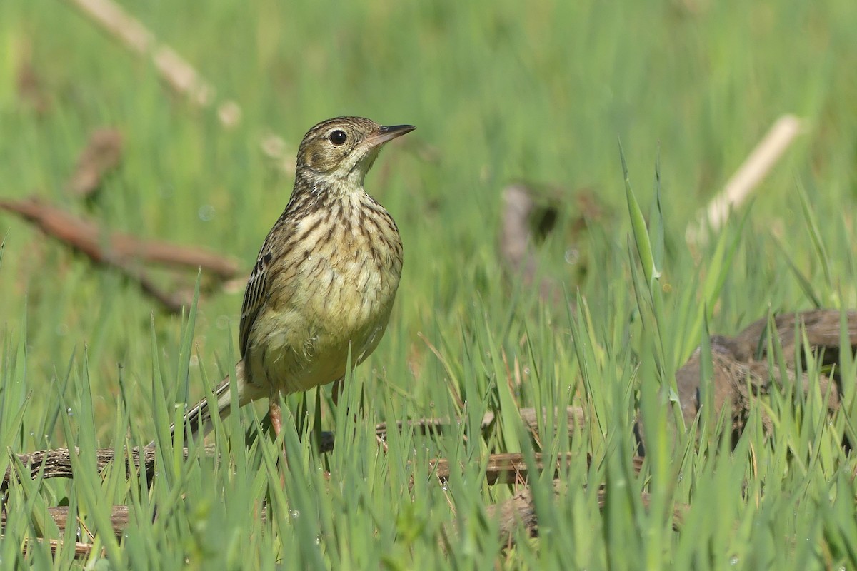 Yellowish Pipit - ML624260441