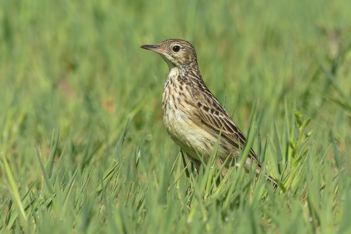 Yellowish Pipit - ML624260442