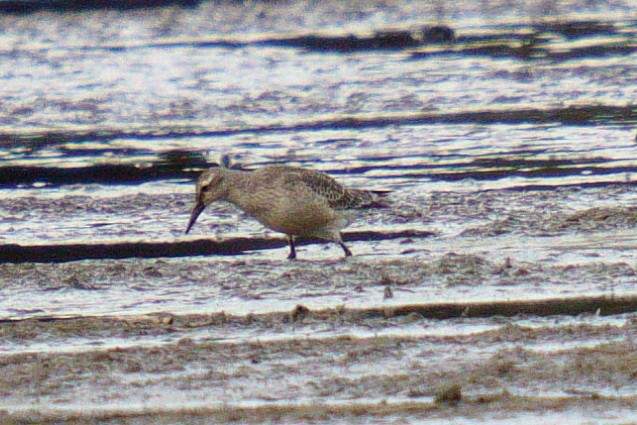 jespák rezavý - ML624260447