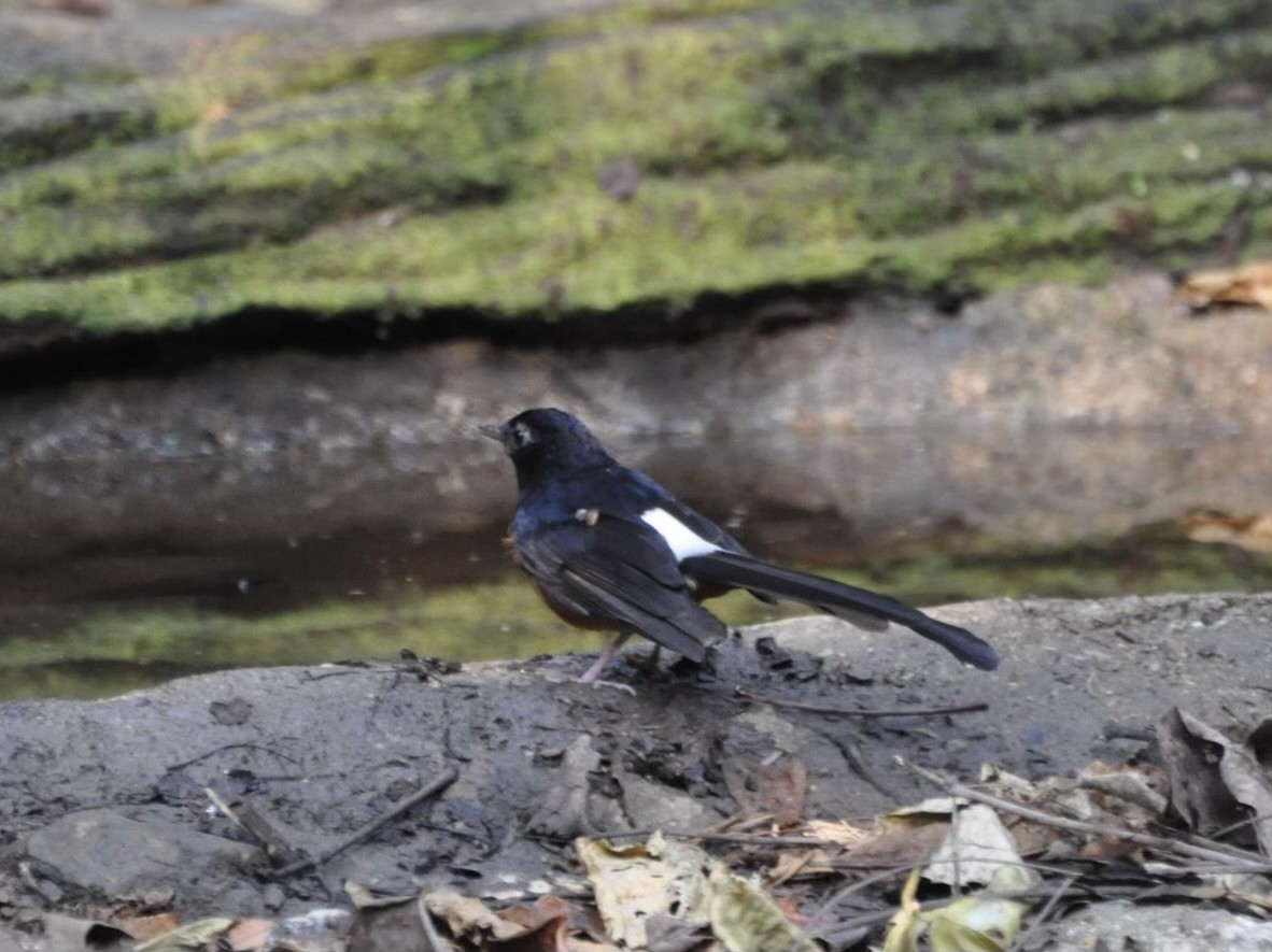 White-rumped Shama - ML624260589