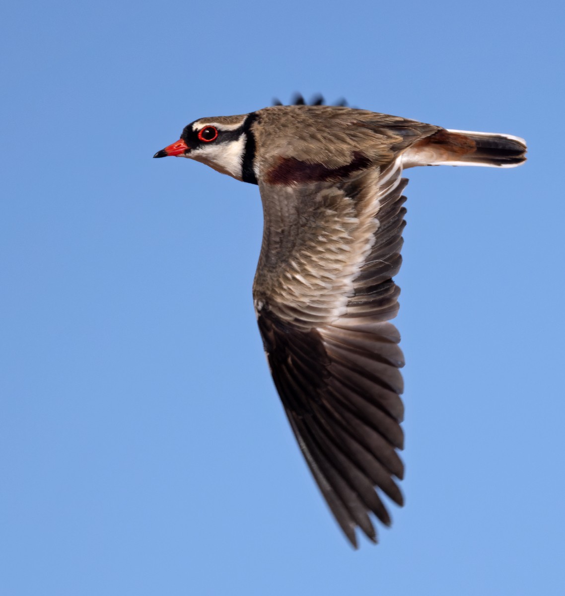 Black-fronted Dotterel - ML624260626