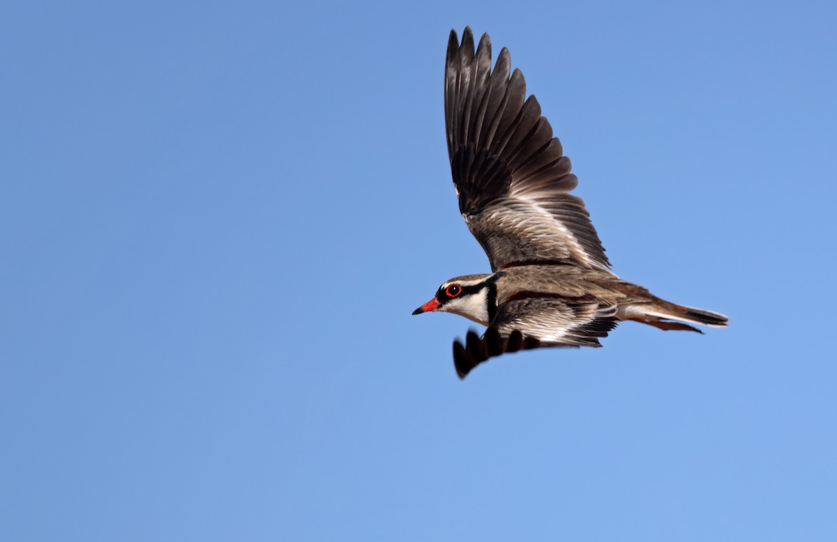 Black-fronted Dotterel - ML624260627