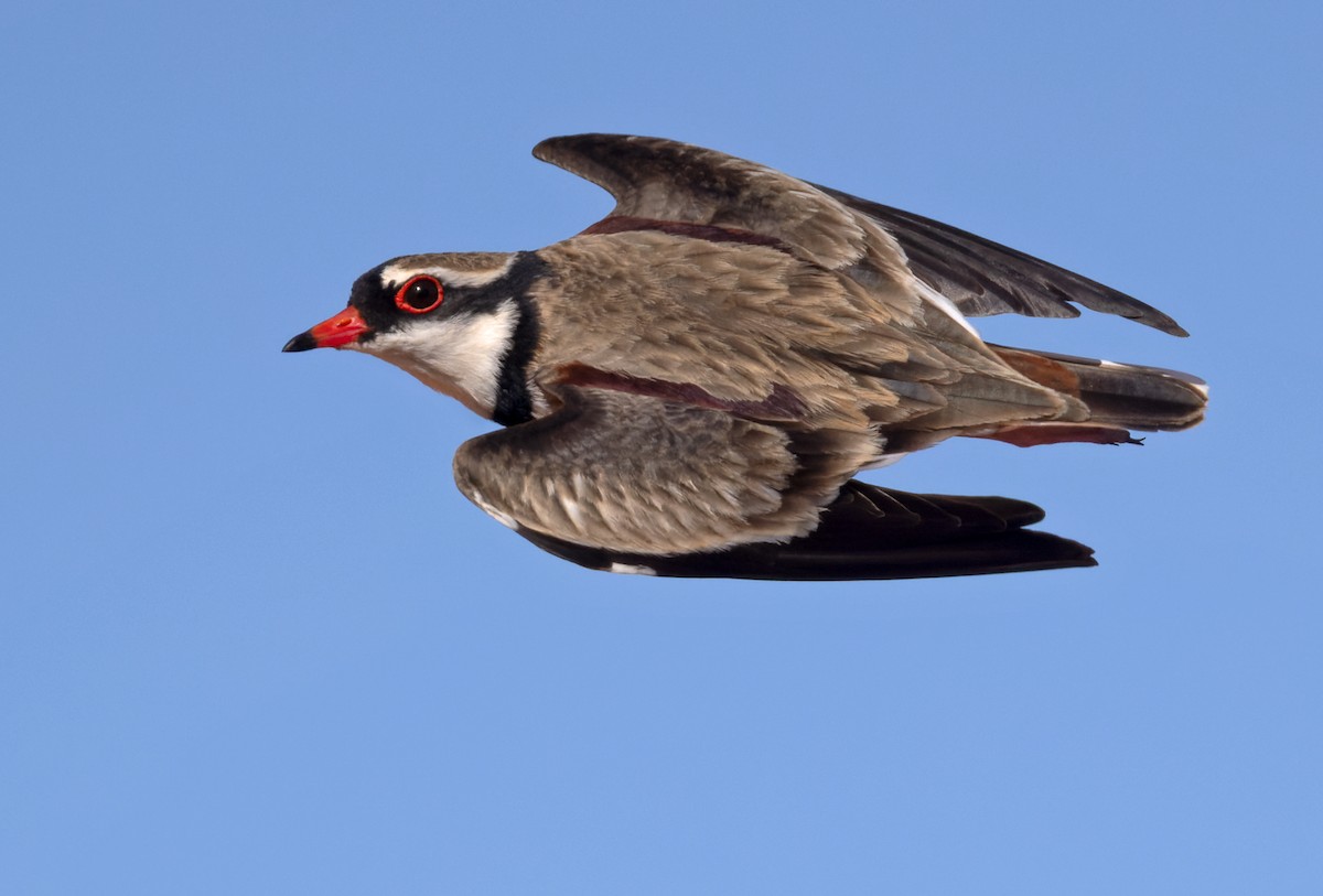 Black-fronted Dotterel - ML624260628