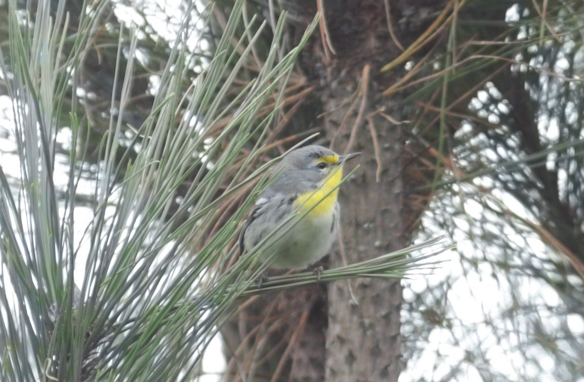 Grace's Warbler - ML624260780