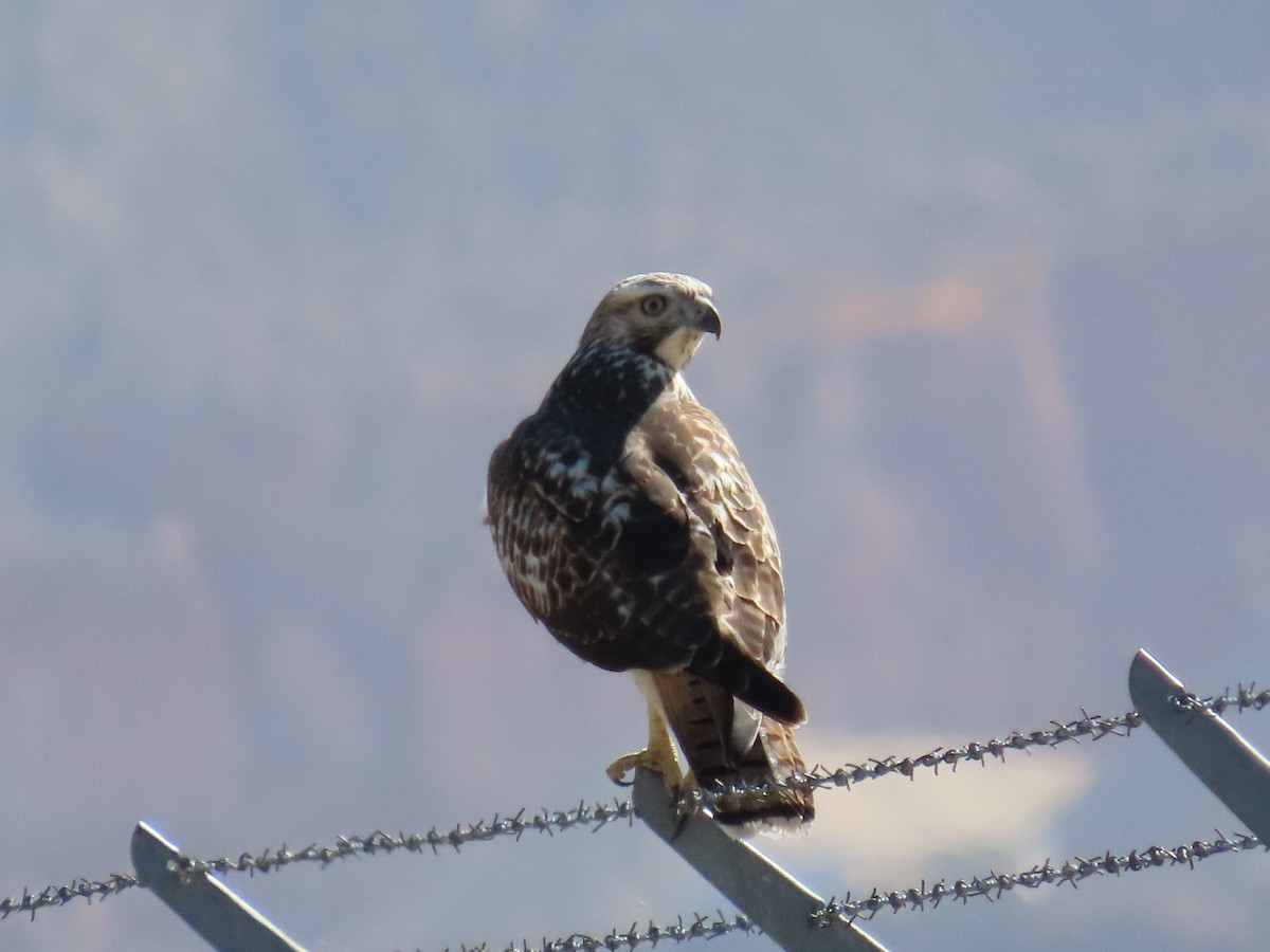 Red-tailed Hawk (calurus/alascensis) - ML624260857