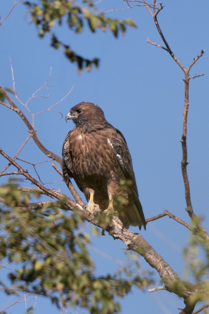 Red-tailed Hawk - ML624260876
