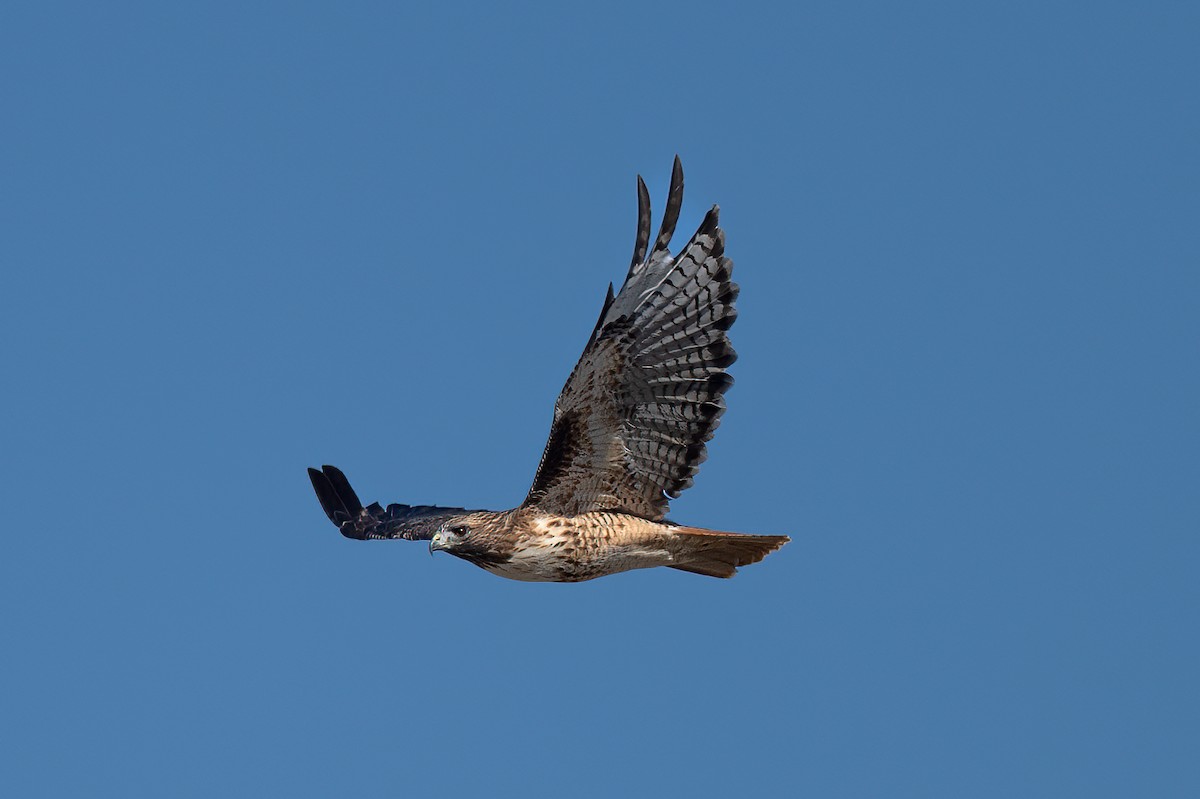 Red-tailed Hawk - ML624260877