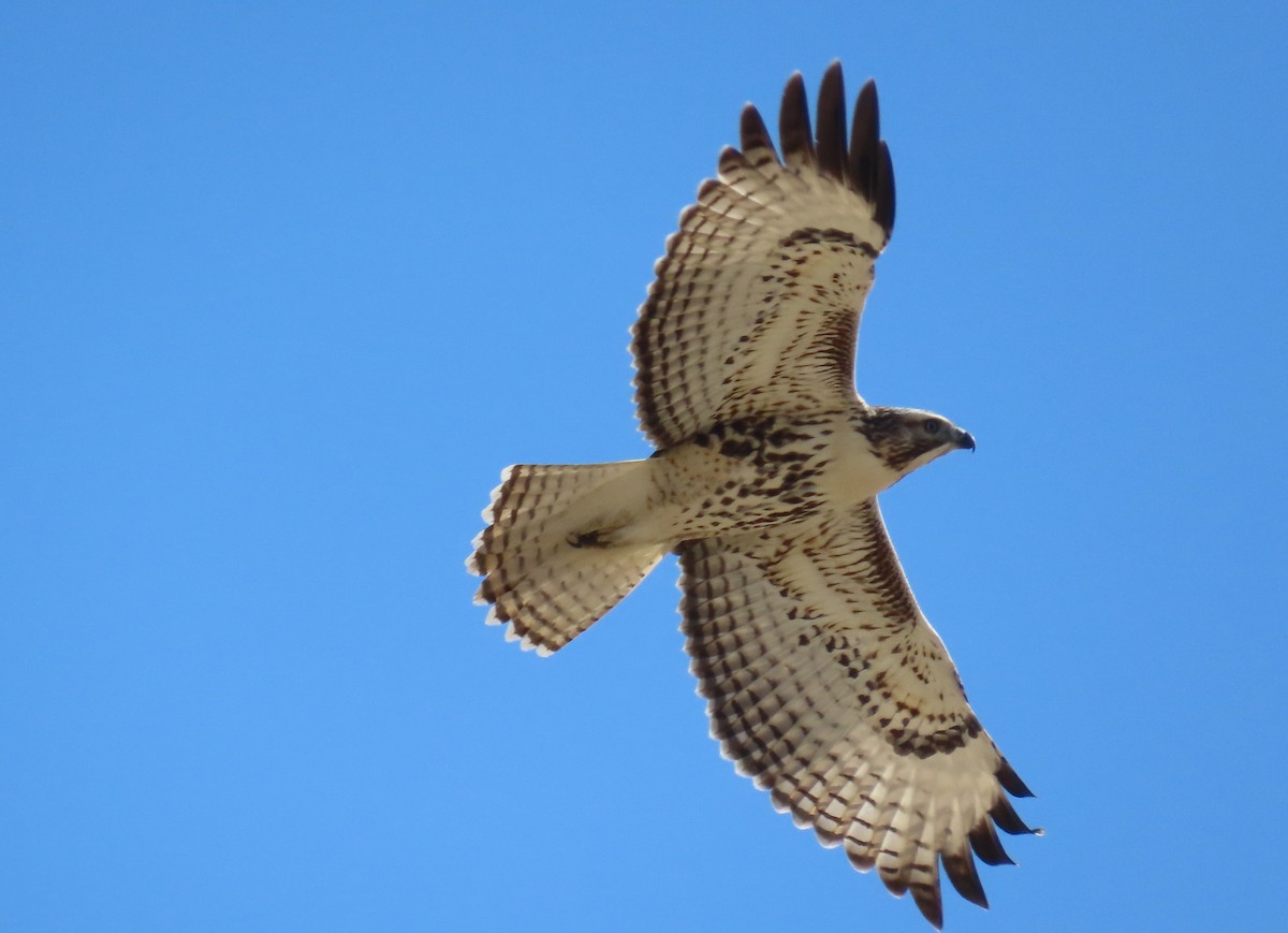 Red-tailed Hawk (calurus/alascensis) - ML624260930