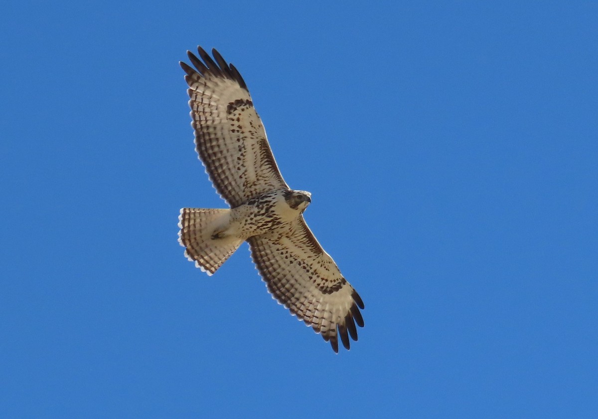 Red-tailed Hawk (calurus/alascensis) - ML624260935