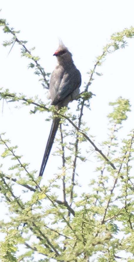 Blue-naped Mousebird - ML624261061