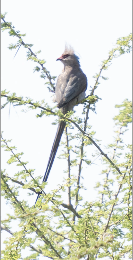 Blue-naped Mousebird - ML624261117