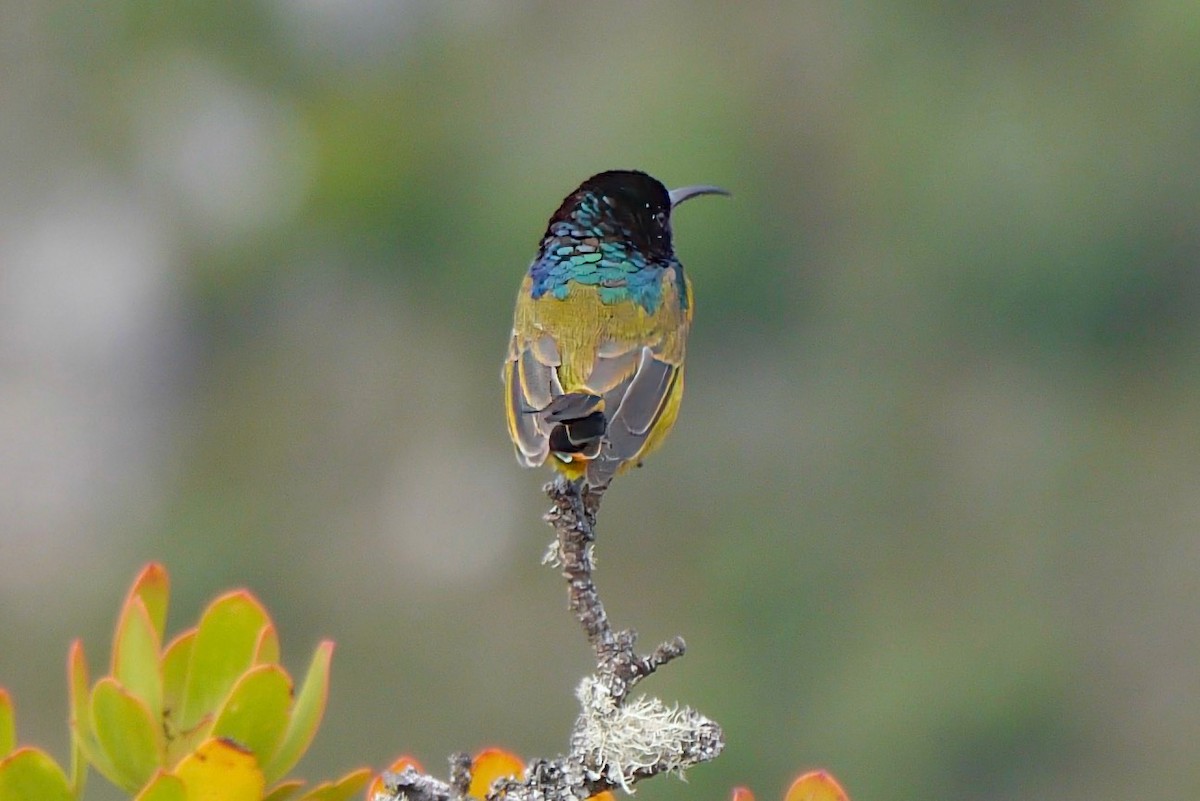 Orange-breasted Sunbird - ML624261130