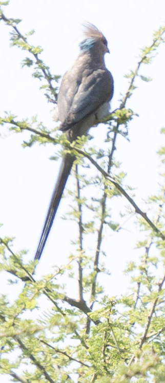 Blue-naped Mousebird - ML624261174