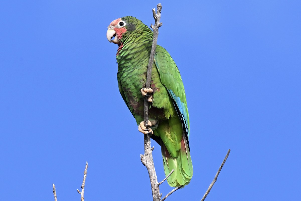 Cuban Parrot (Cayman Is.) - ML624261212