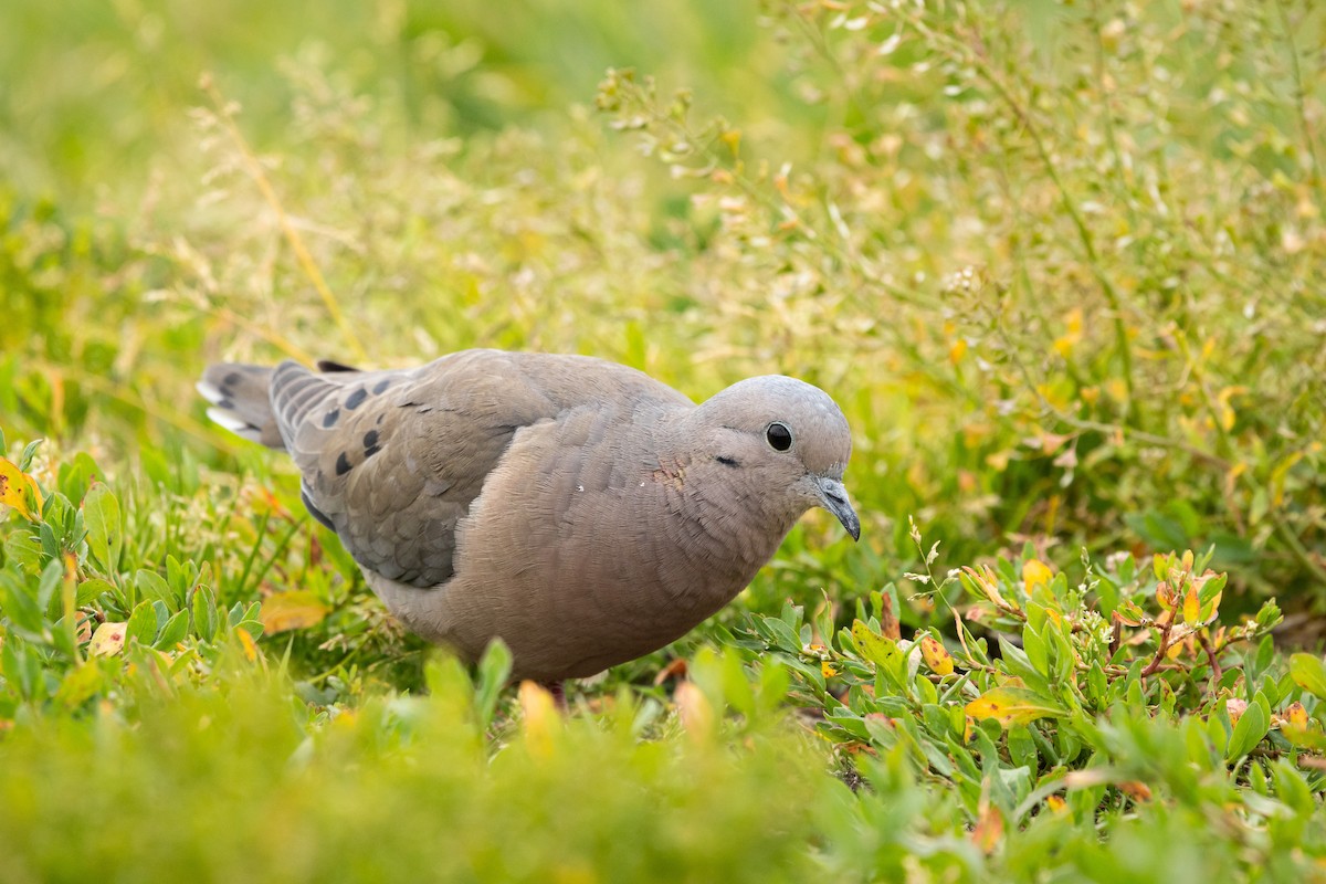 Eared Dove - Ariel Cabrera Foix