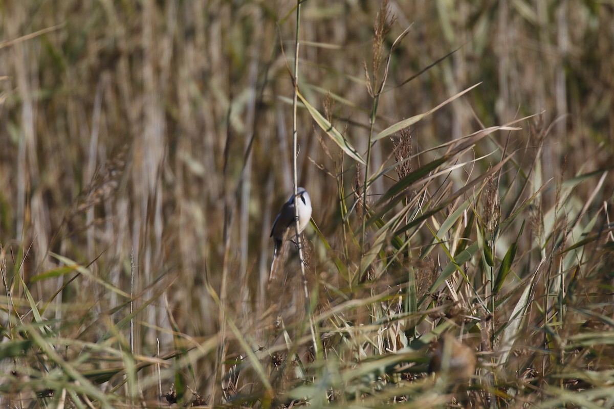 Bearded Reedling - Kit Britten