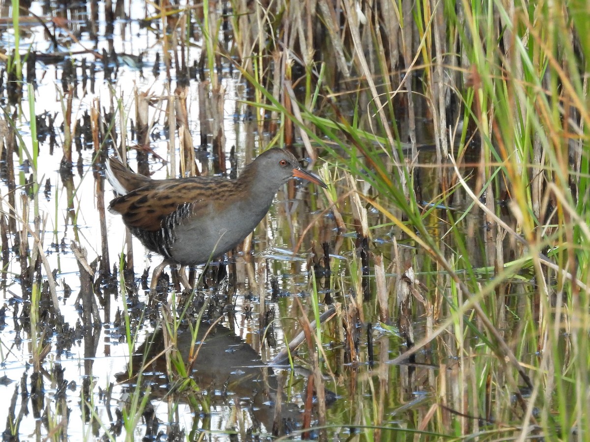 Water Rail - Mark Smiles