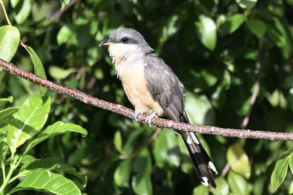 Mangrove Cuckoo - ML624261489