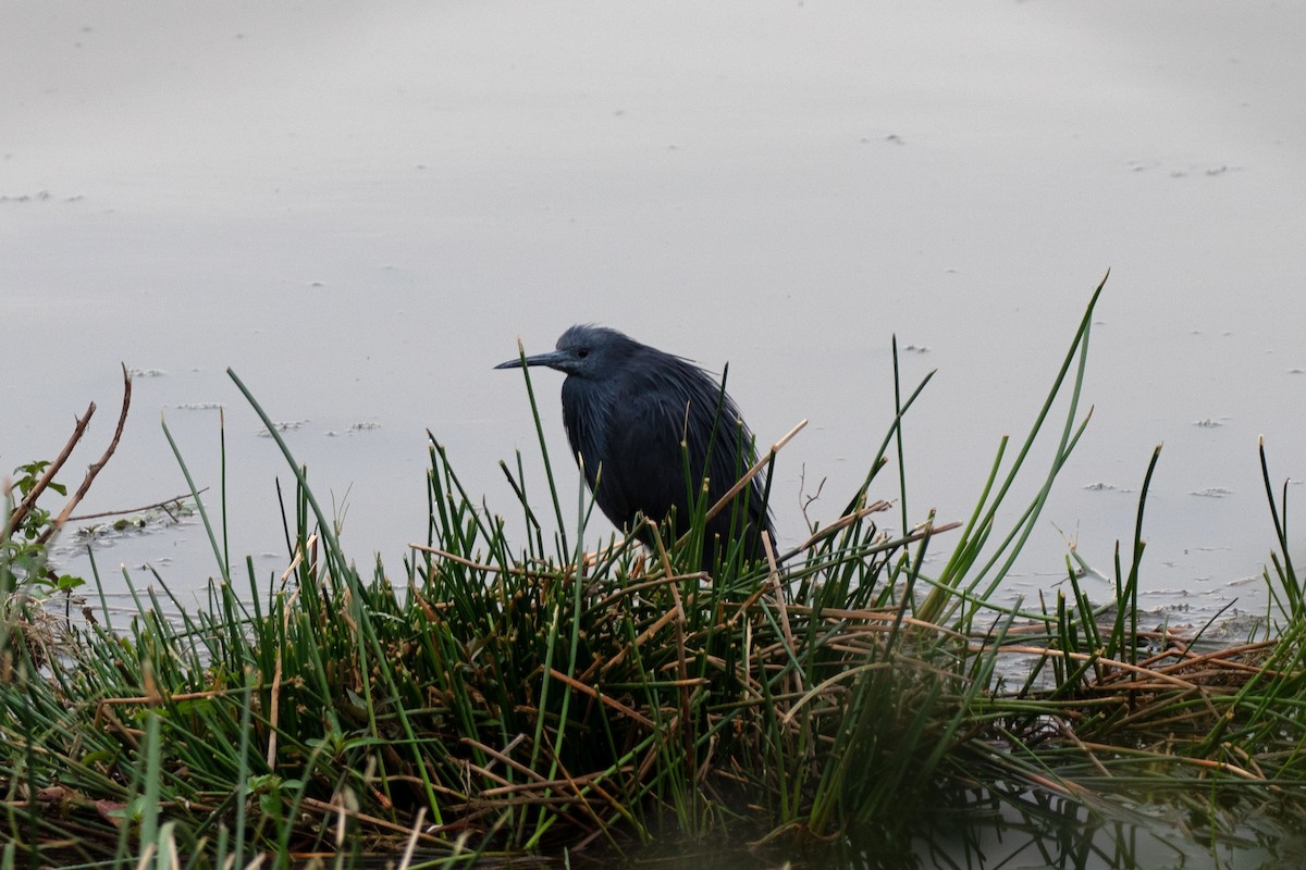 Black Heron - ML624261524