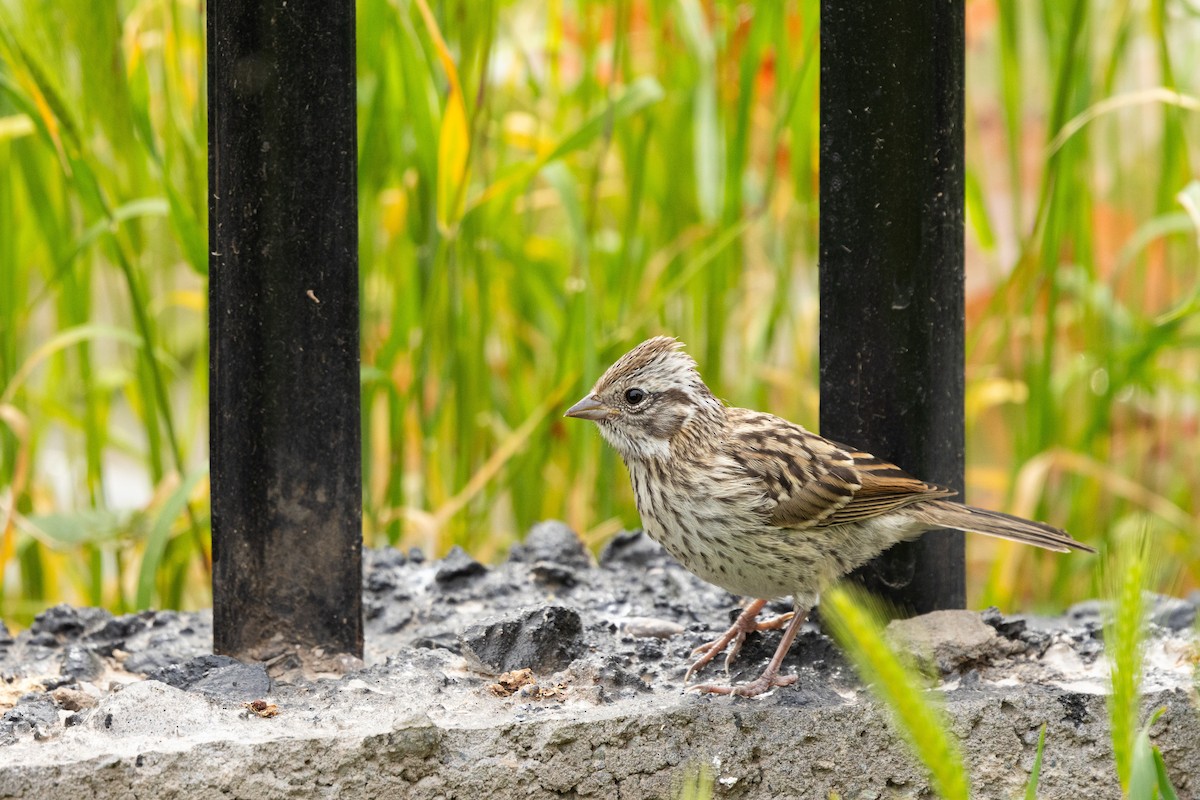 Rufous-collared Sparrow (Rufous-collared) - Ariel Cabrera Foix