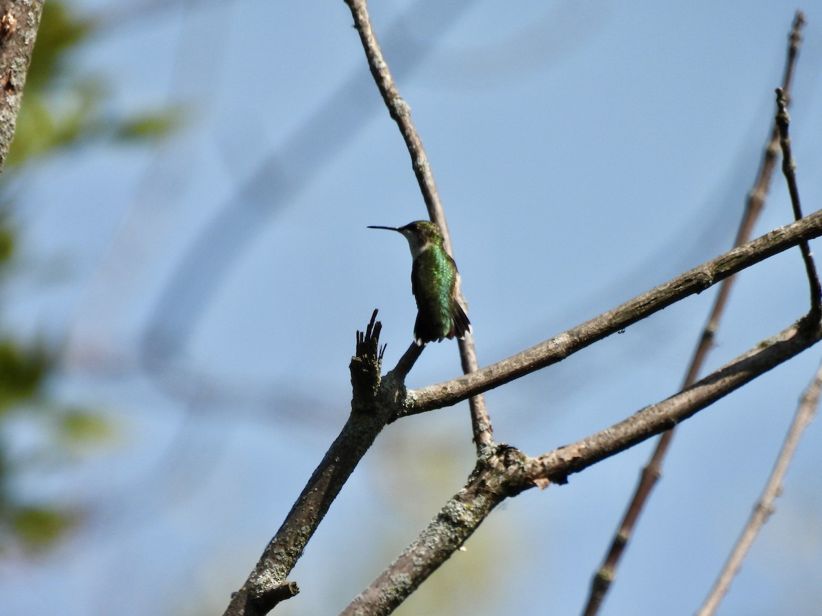 Ruby-throated Hummingbird - ML624261745