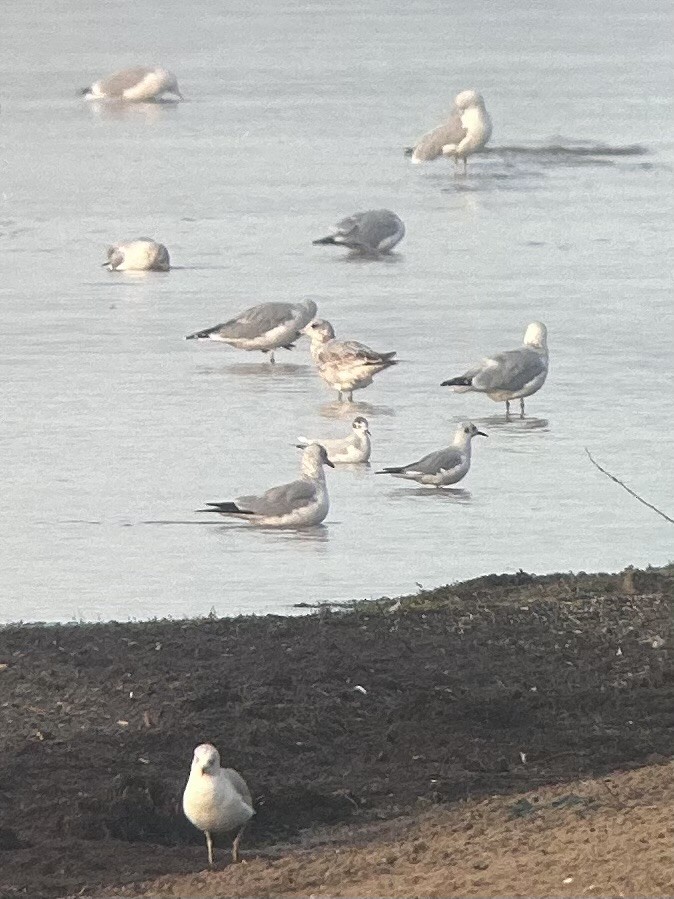 Little Gull - ML624261820