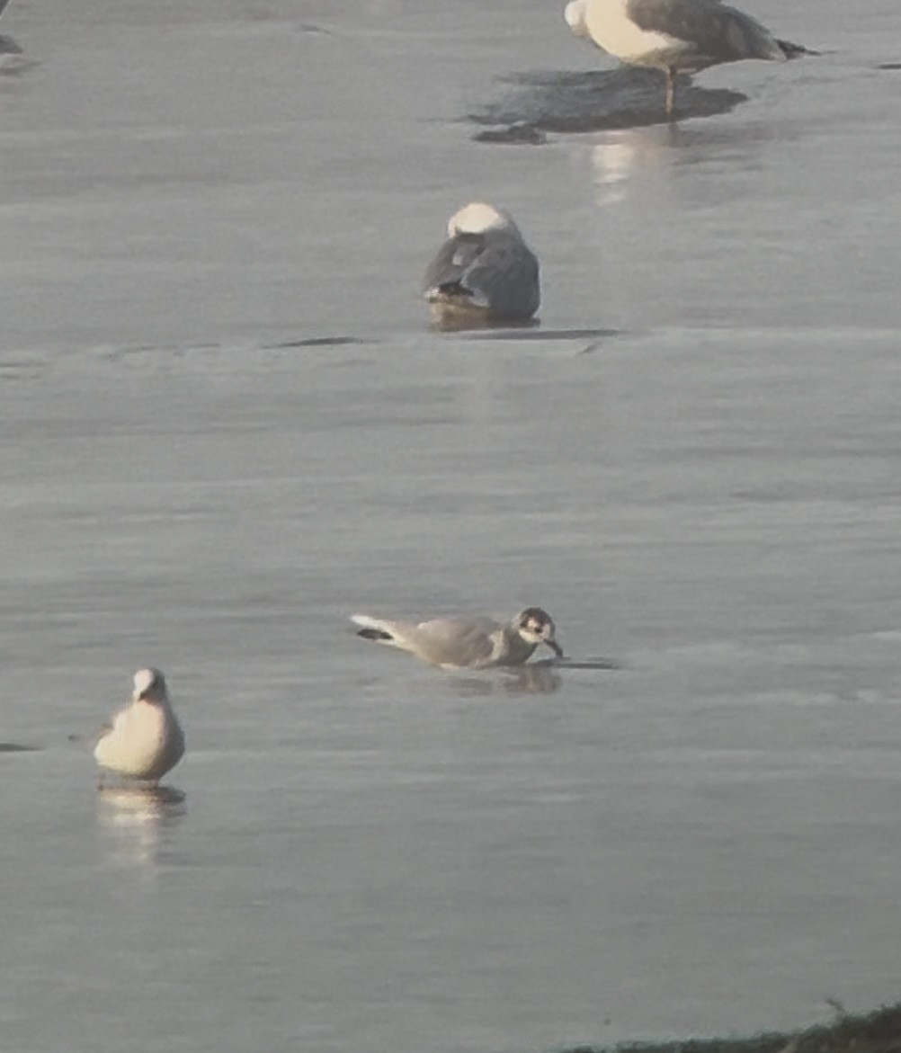 Little Gull - ML624261821