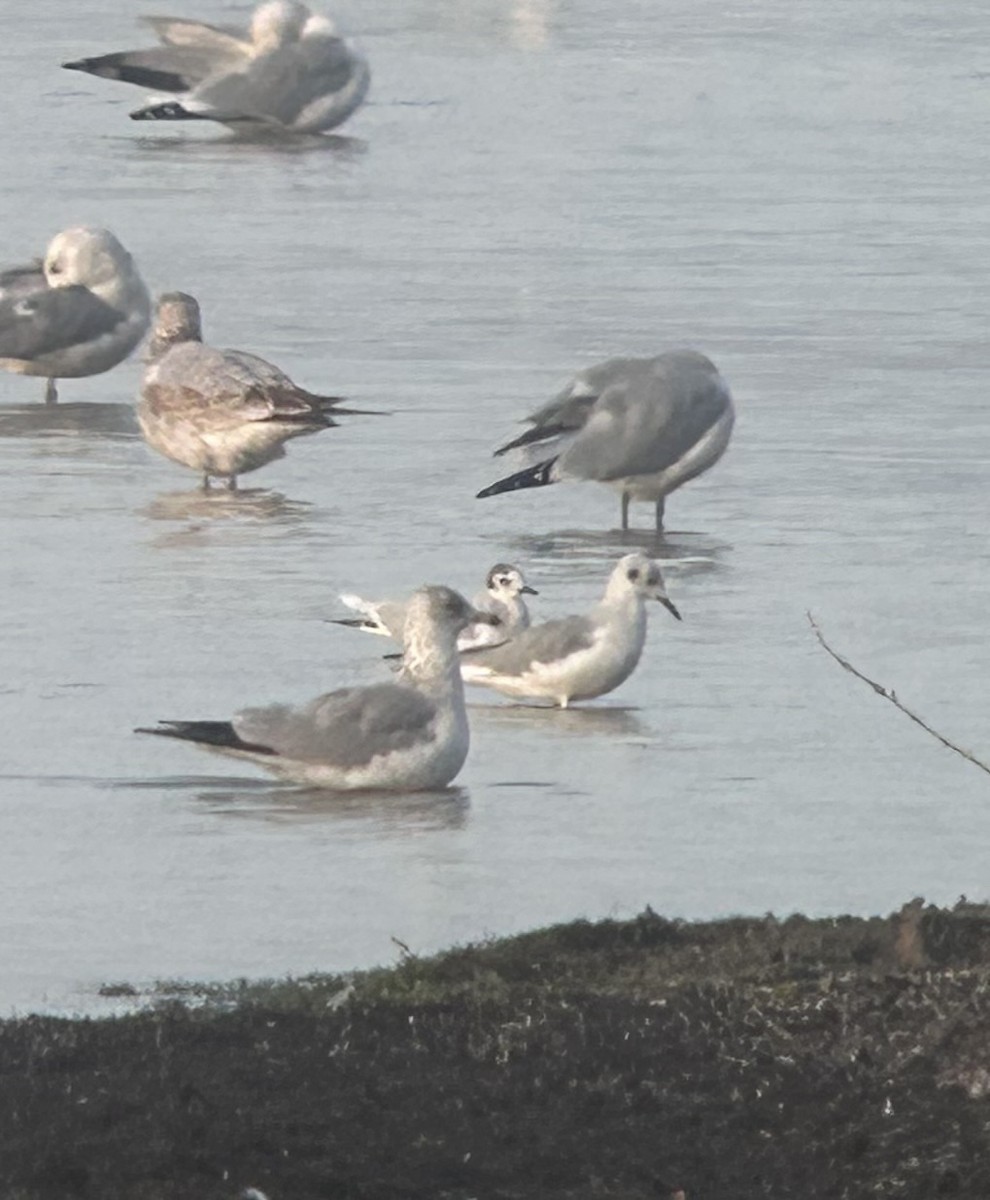 Little Gull - ML624261822