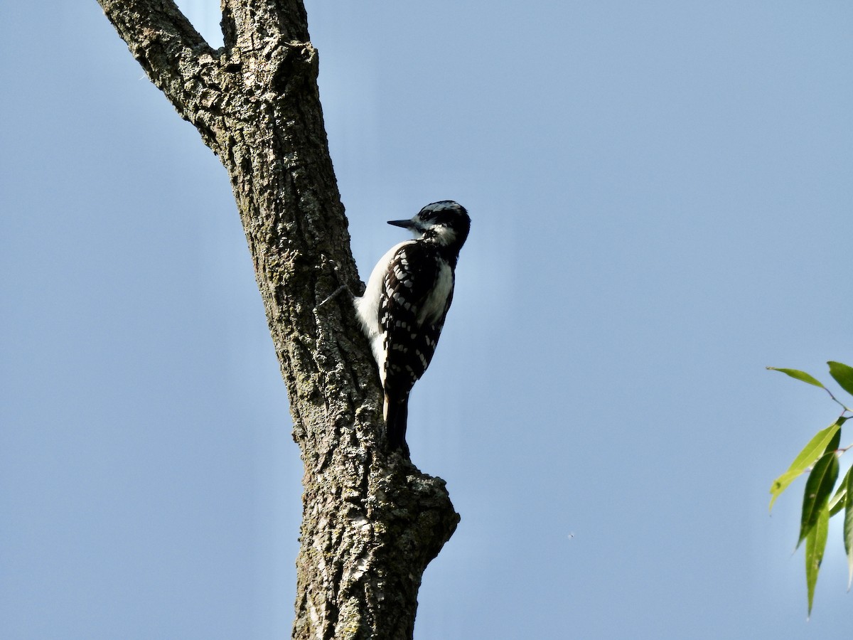 Hairy Woodpecker - ML624261831