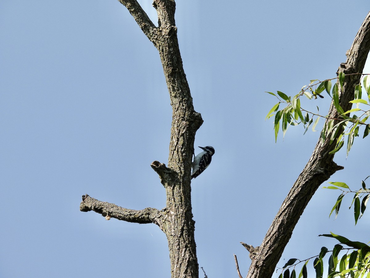 Hairy Woodpecker - ML624261832