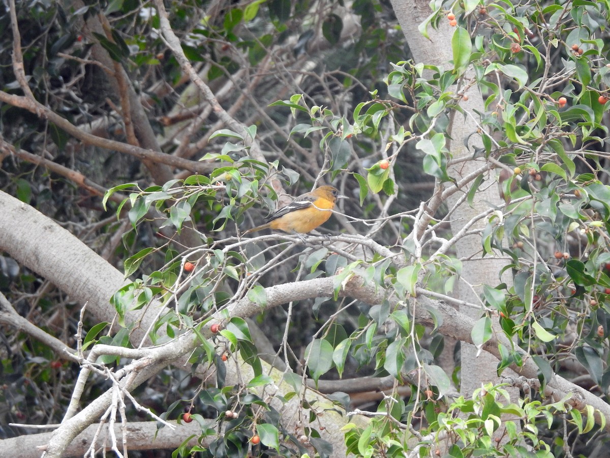 Baltimore Oriole - Layton Pace