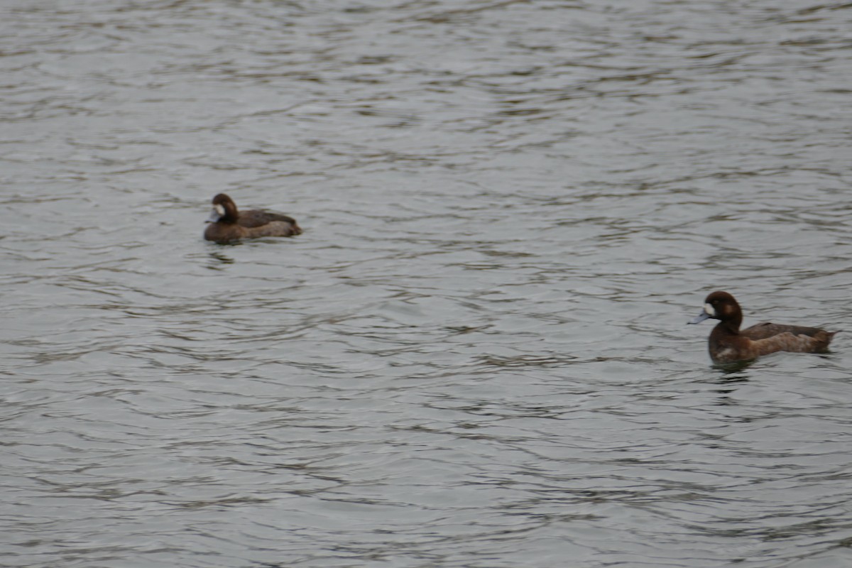 Greater Scaup - Ulrike Schmölzer