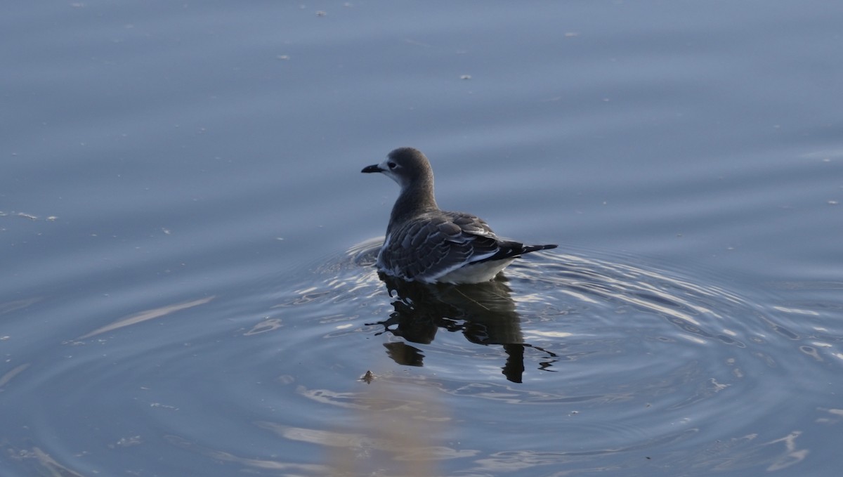 Sabine's Gull - ML624262073