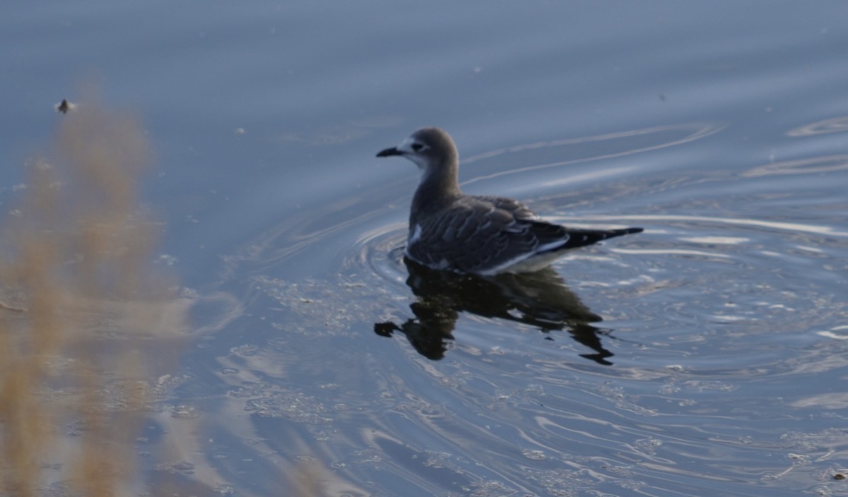 Sabine's Gull - ML624262075