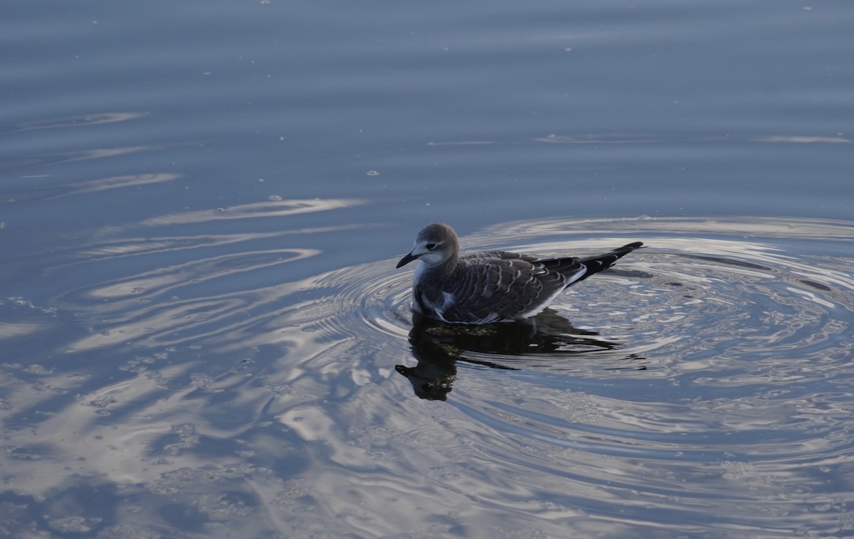 Sabine's Gull - ML624262076