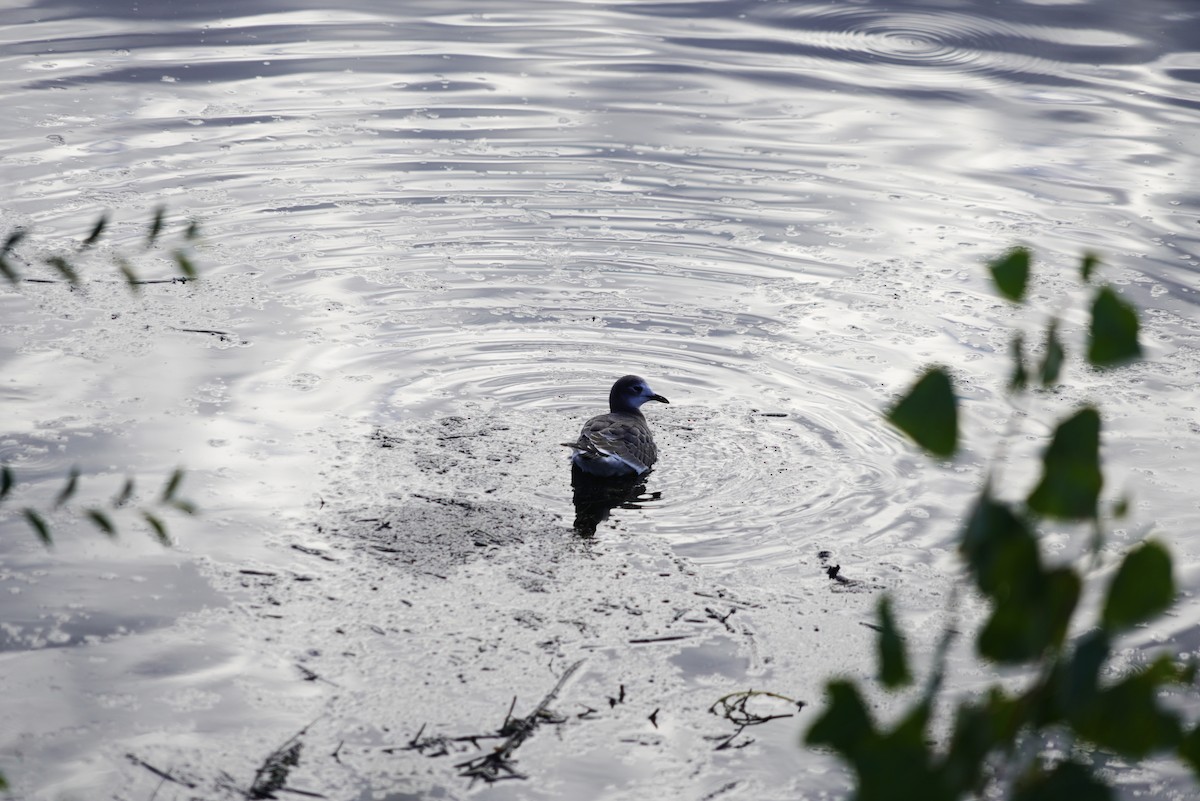 Sabine's Gull - ML624262077