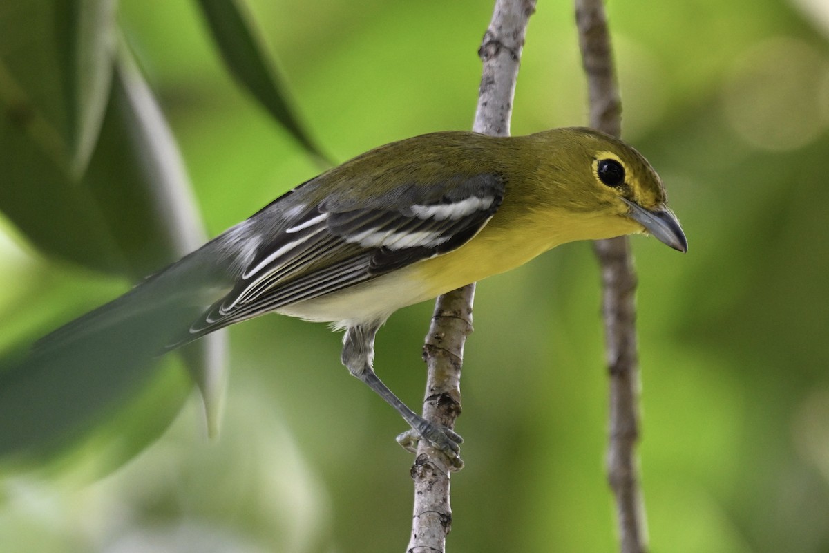 gulbrystvireo - ML624262089