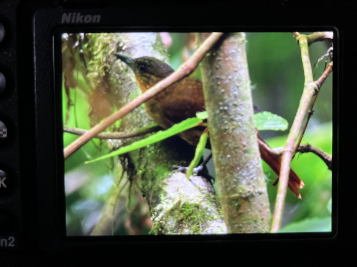 Streak-breasted Treehunter - ML624262093