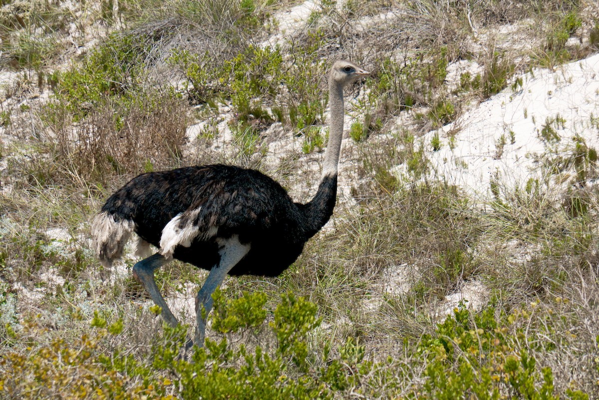 Common Ostrich - ML624262179