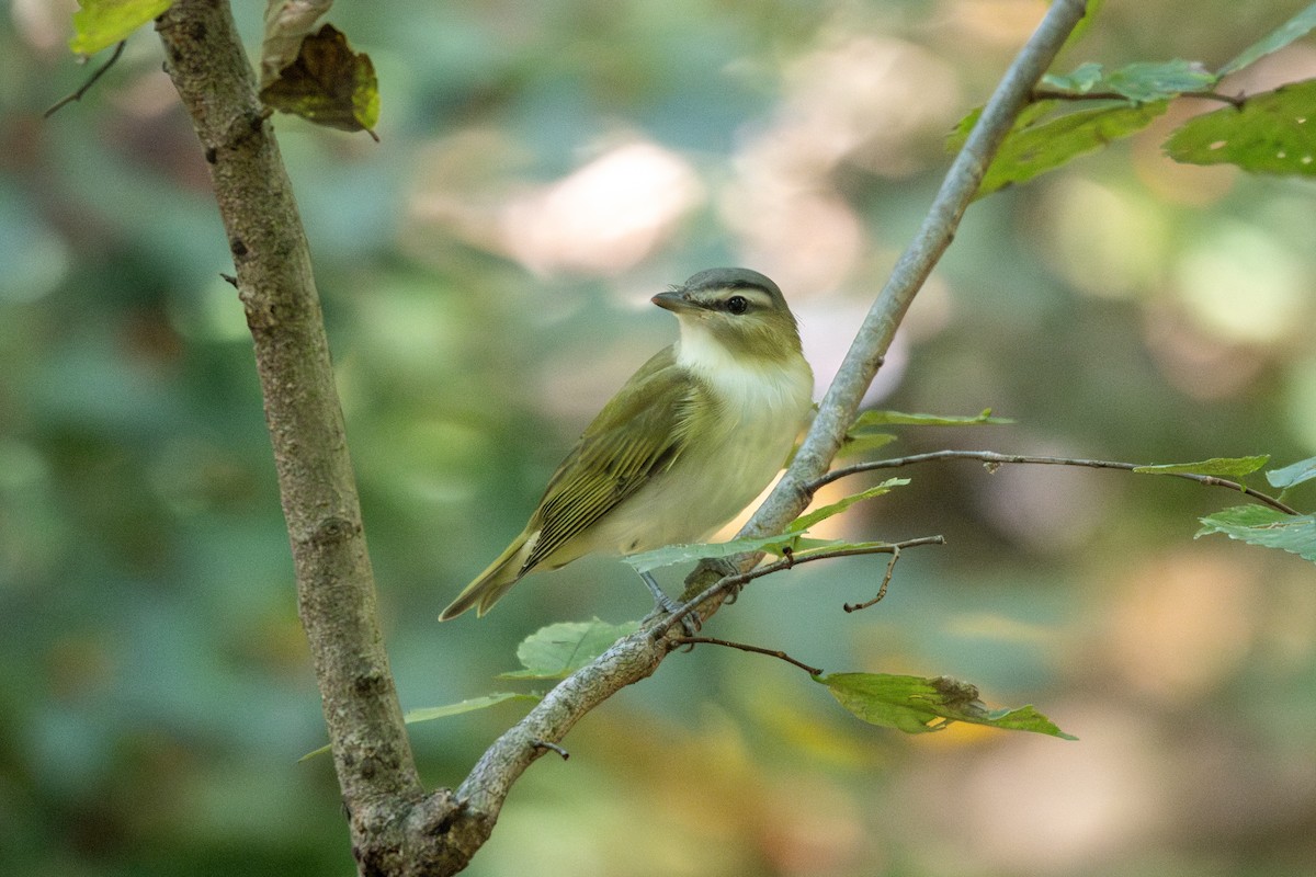 Red-eyed Vireo - ML624262182