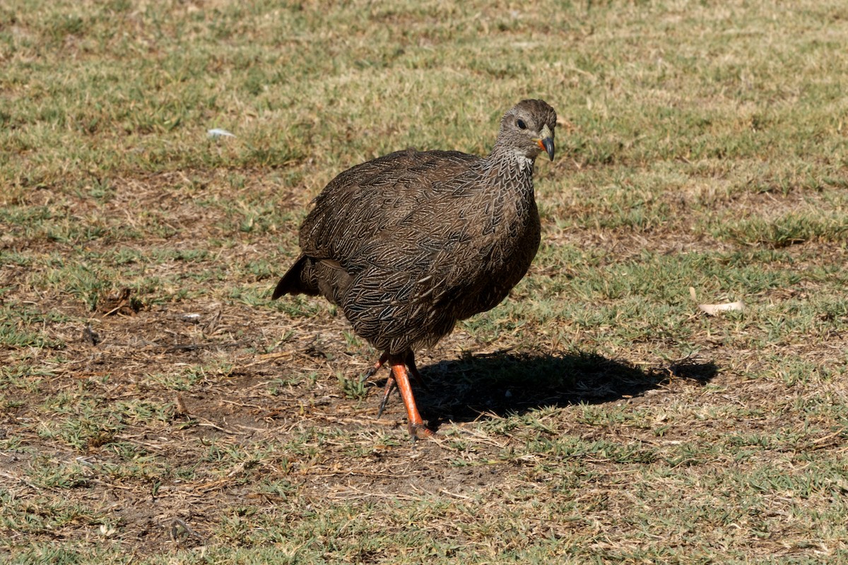 Cape Spurfowl - ML624262189