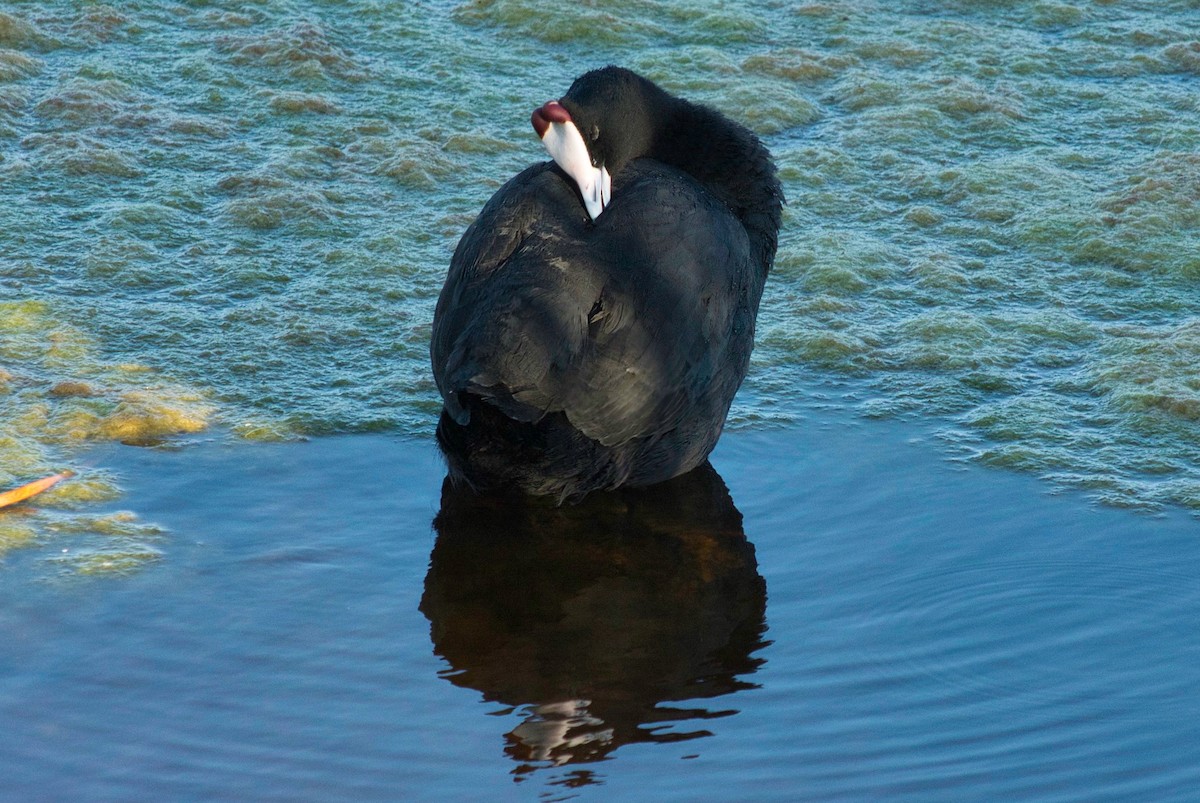 Red-knobbed Coot - Howard Towle