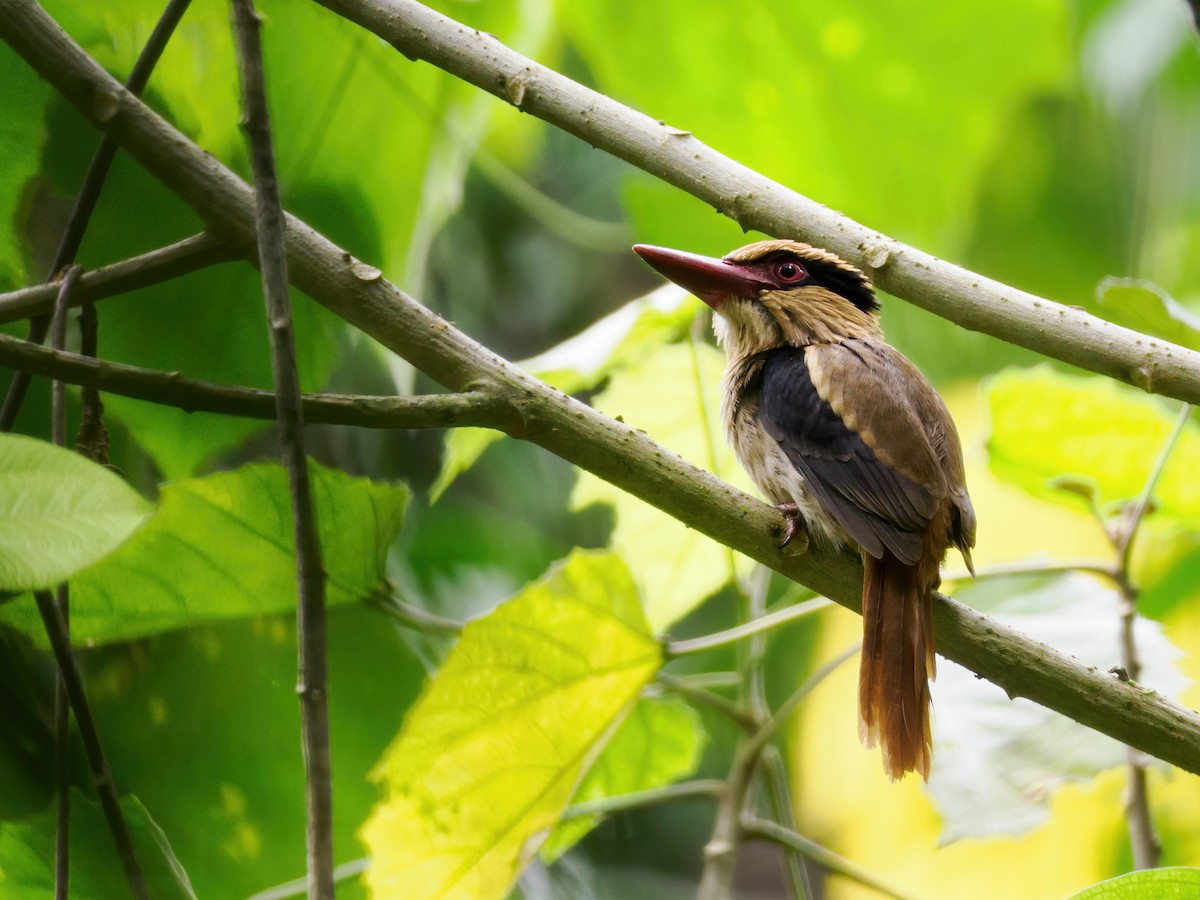 Sulawesi Lilac Kingfisher - ML624262224