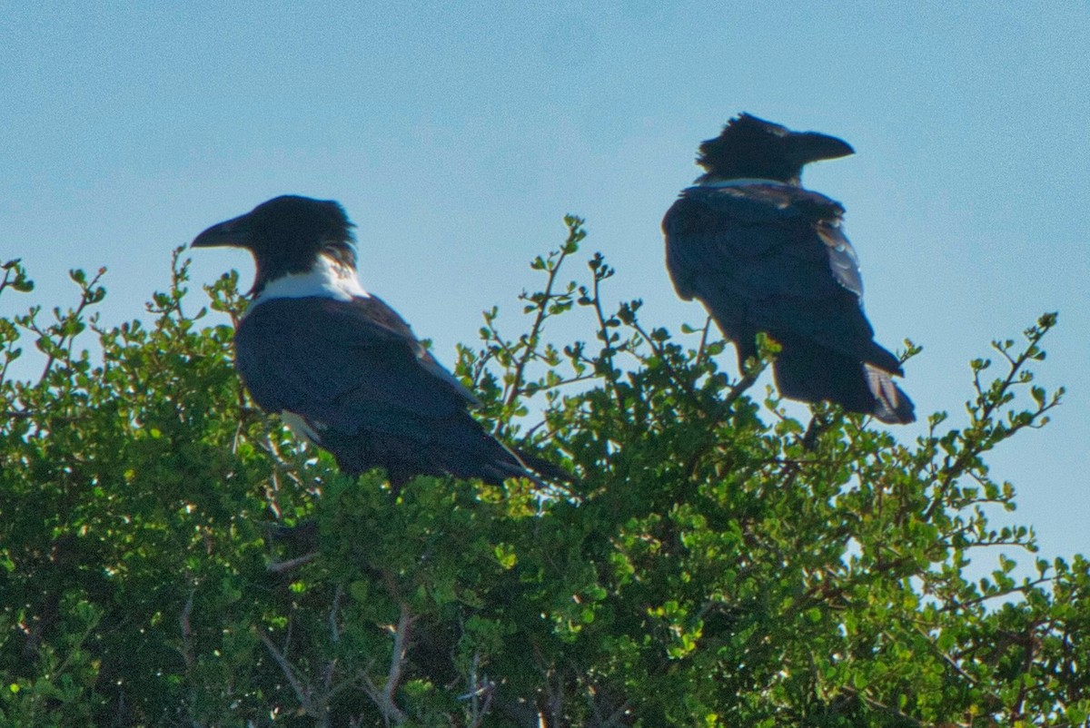 White-necked Raven - ML624262252